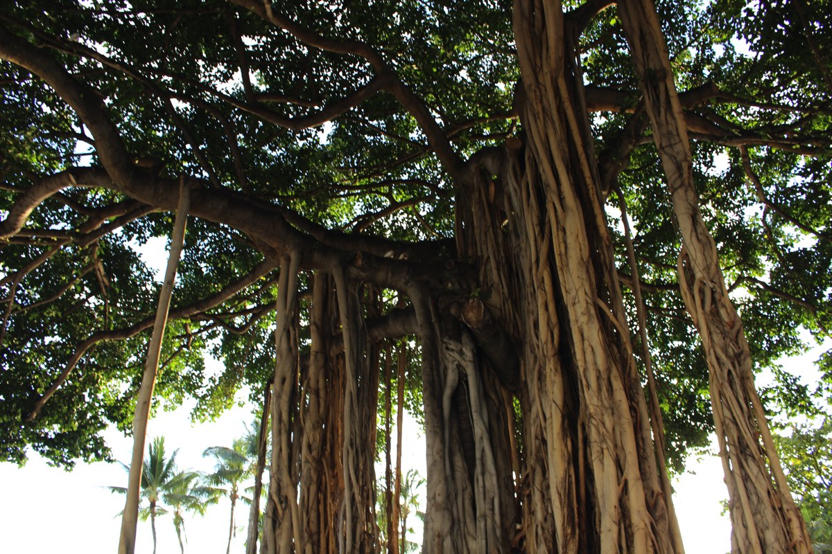 ハワイワイキキ バニヤンツリー ガジュマル を観察しよう ハワイの観光まとめサイト Walking Hawaii ウォーキングハワイ ハワイの観光まとめサイト Walking Hawaii ウォーキングハワイ