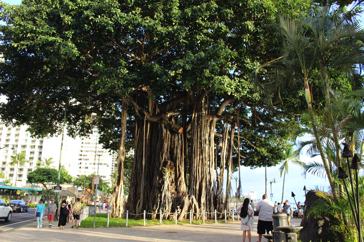 ハワイワイキキ バニヤンツリー ガジュマル を観察しよう ハワイの観光まとめサイト Walking Hawaii ウォーキングハワイ